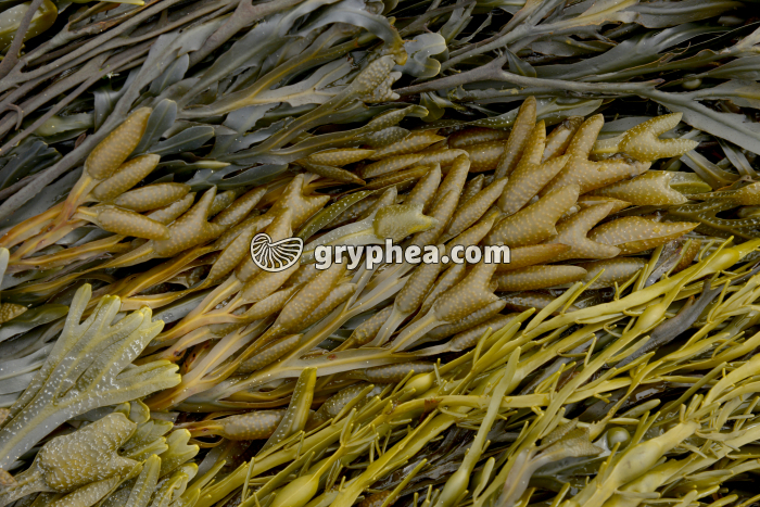 Fucus vésiculeux - organes reproducteurs  - gryphea.org